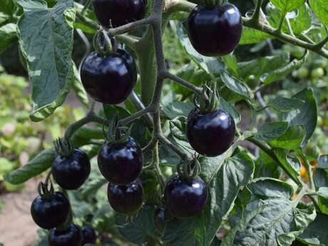 Causerie Verte: découvrez les tomates de la grainothèque