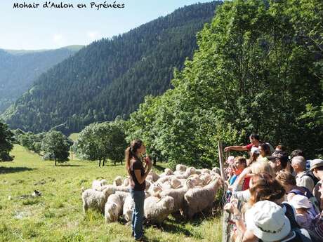 MOHAIR D'AULON