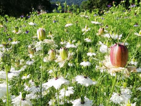 LES JARDINS D'OLHA