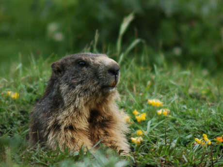 Sortie nature "Marmottes au balcon"