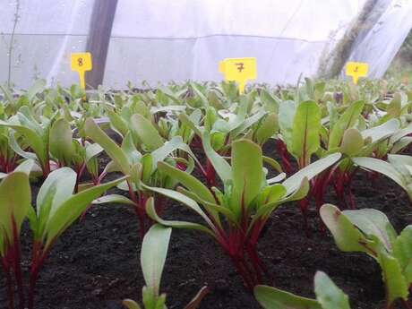 LE POTAGER DE BERTREN