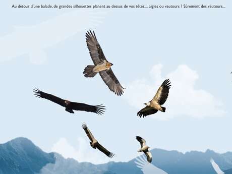 Balade d'observation des grands rapaces pyrénéen