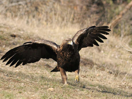 Balade à la découverte des rapaces