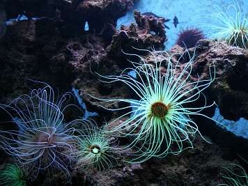 BIODIVERSARIUM : AQUARIUM DE BANYULS-SUR-MER