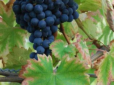 LES COTEAUX DE TERRATS