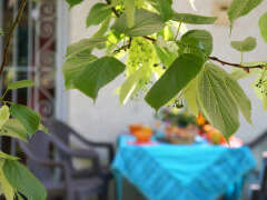 LE TILLEUL DU PARC DE LA DAME