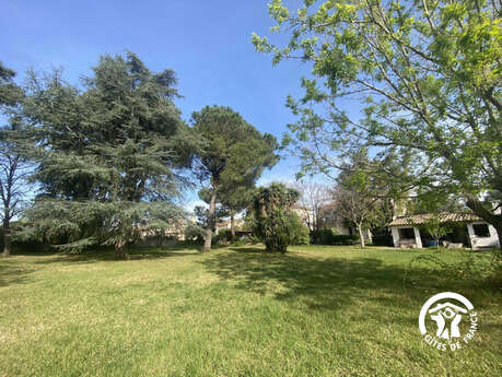 LE CÈDRE DU PARC DE LA DAME