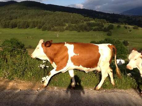 FERME PEDAGOGIQUE ET FROMAGERIE ARTISANALE LE RIALET