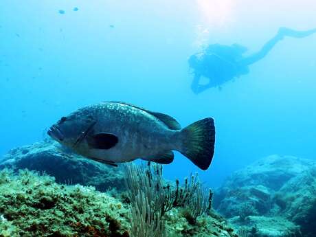 RESERVE NATURELLE MARINE DE CERBERE-BANYULS