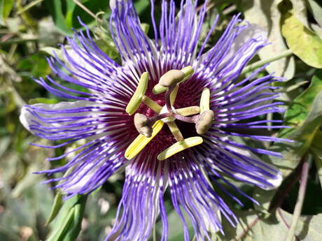 VILLA PASSIFLORA