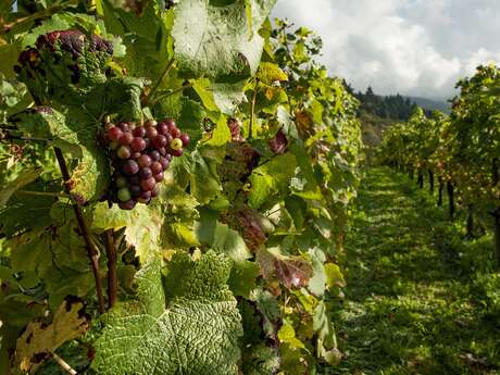 ESAT LES ATELIERS DU VAL DE SOURNIA : DOMAINE D'AÏCHOUX