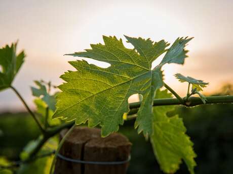 DOMAINE CHAPOUTIER ET BILA HAUT