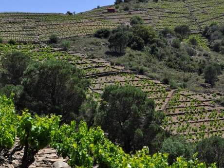 DOMAINE TAMBOUR - RANDONNÉE DANS LE VIGNOBLE