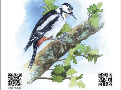 « OISEAUX » MO FRADIER