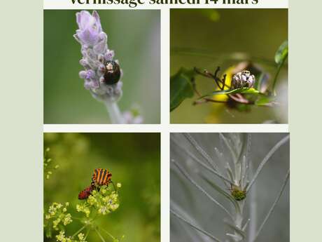 EXPOSITION "DANS MON JARDIN" PAR CLÉMENTINE