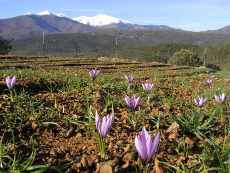 LE SAFRAN DES ASPRES