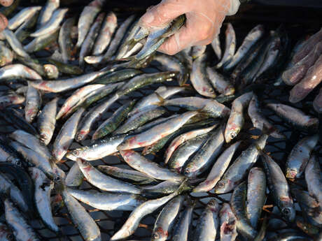 SARDINADE