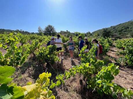 BALADE VIGNERONNE