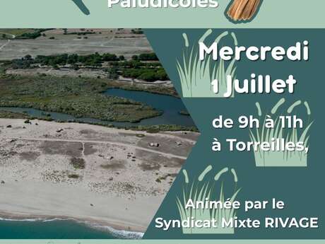 BALADE NATURE, LES OISEAUX PALUDICOLES