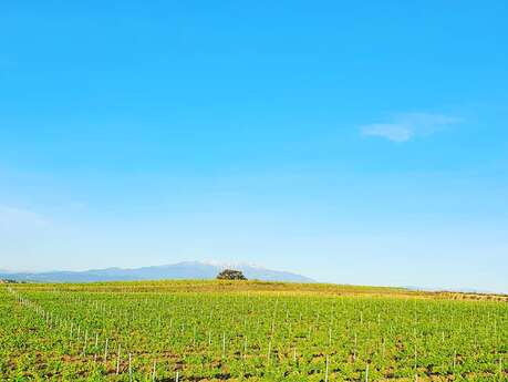 CHATEAU CAP DE FOUSTE