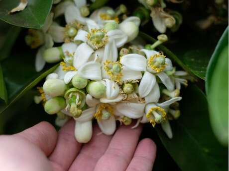 LES VENDREDIS FLEURIS