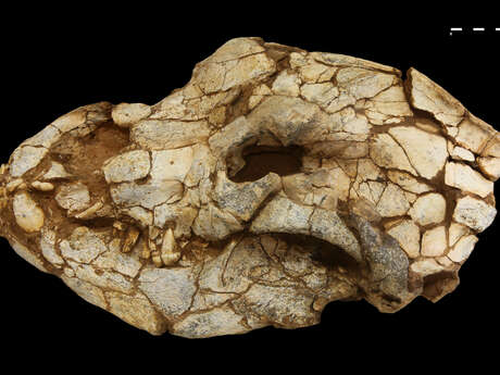 DES OBJETS ARCHEOLOGIQUES SORTENT DES RESERVES ARCHEOLOGIQUES A TAUTAVEL