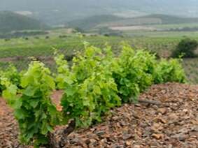 DOMAINE DE LA PERTUISANE