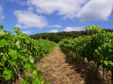 VISITE GUIDÉE - DOMAINE JAÇA