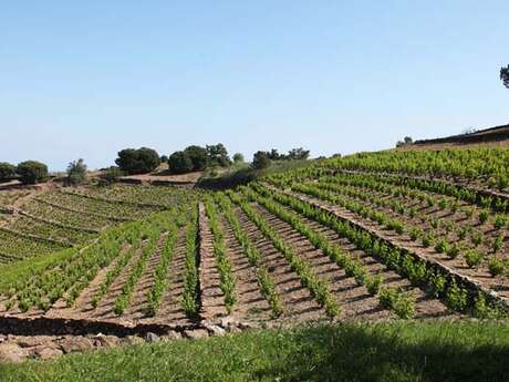 DOMAINE LA TOUR VIEILLE