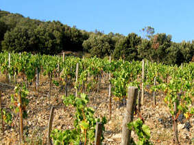 DOMAINE LAGUERRE LES PLANELS