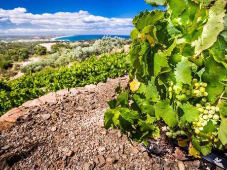 DOMAINE SAINT THOMAS