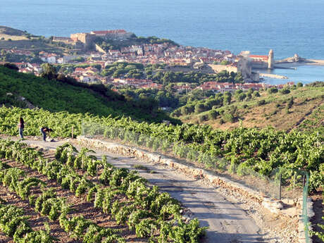 DOMAINE BERTA MAILLOL