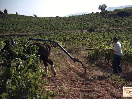 DOMAINE DE RANCY