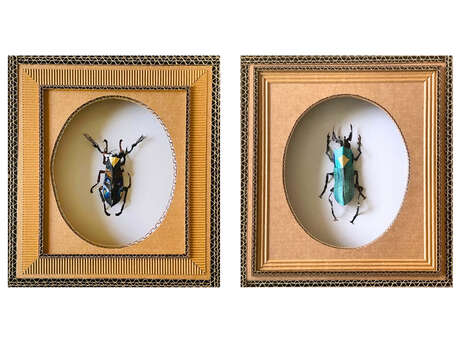 EXPOSITION « LES INSECTES » D’HÉLÈNE LACQUEMENT