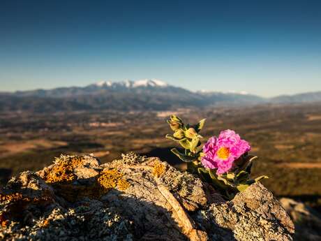 LES BALCONS NORD DU CANIGO - LA BOUCLE DE FORCA REAL