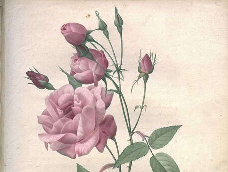 FESTIVAL LE LIVRE ET LA CORRESPONDANCE :  HISTOIRE DE LA ROSE