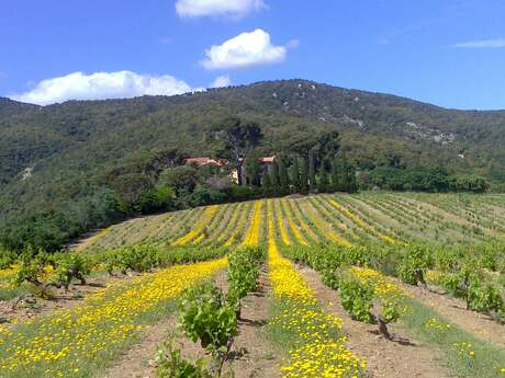 DOMAINE DES DEUX PUITS - MAS CRISTINE