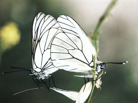 DE VIGNES EN GARRIGUE