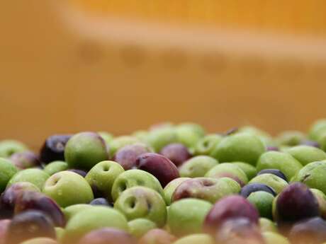 LE MOULIN DE MINERVE