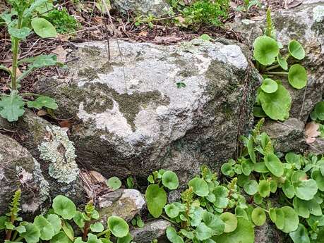 RANDONNEE "FLORE DES ALBERES"