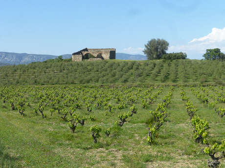 LE CHEMIN DE VERONIQUE