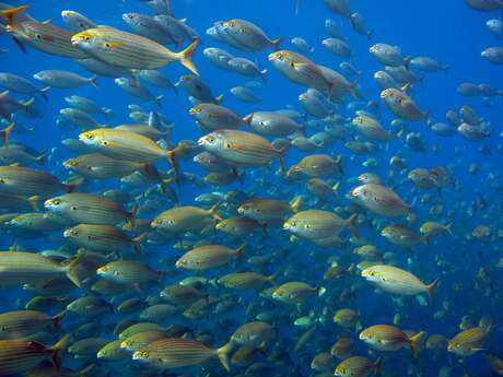PARC NATUREL MARIN DU GOLFE DU LION