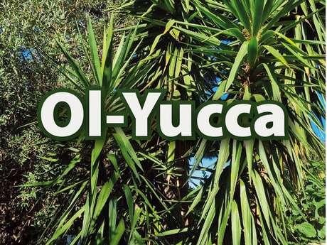 OL-YUCCA