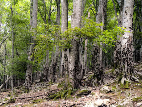 RÉSERVE NATURELLE NATIONALE DE LA FORÊT DE LA MASSANE