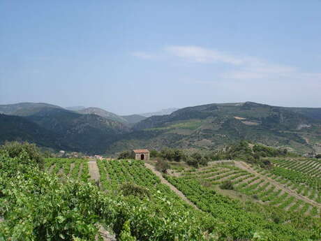 LES VIGNERONS DE TREMOINE CAVE DE RASIGUERES