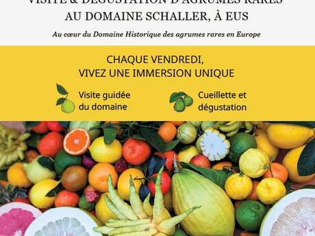 VENDREDIS VITAMINÉS