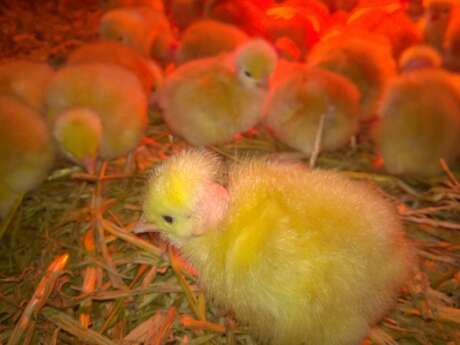 LA FERME DU JEANTINE