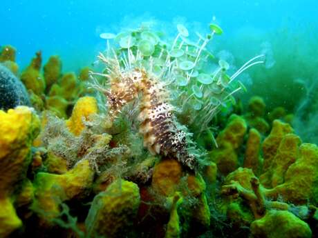CENTRE DE PLONGÉE AQUATILE PLONGÉE