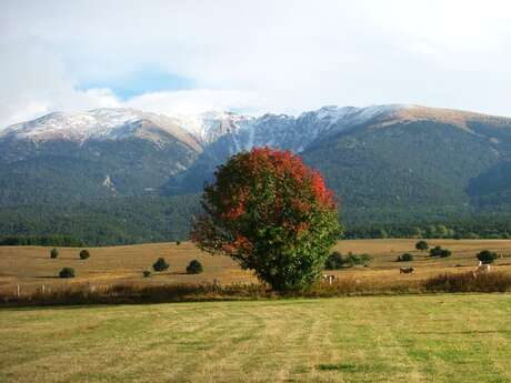 LES ARBRES DU HAUT-CONFLENT