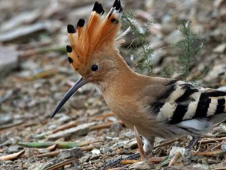 BALADES NATURALISTES DU MARDI